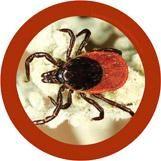 Tick