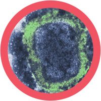 Smallpox | Variola virus