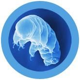 Tardigrade -Waterbear | Hypsibius dujardini